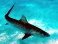 Tiger Shark