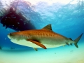 Tiger Shark
