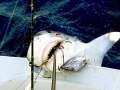Tiger Shark