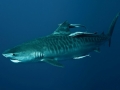 Tiger Shark