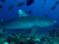 Tiger Shark