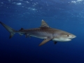 Tiger Shark