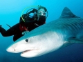 Tiger Shark