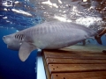 Tiger Shark