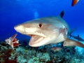 Tiger Shark
