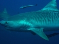 Tiger Shark