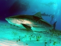 Tiger Shark