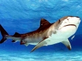 Tiger Shark