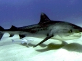 Tiger Shark