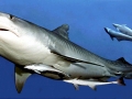 Tiger Shark