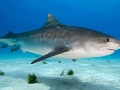 Tiger Shark