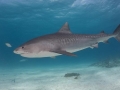 Tiger Shark