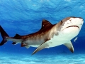 Tiger Shark