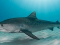 Tiger Shark