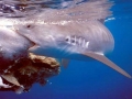 Tiger Shark