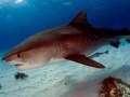 Tiger Shark