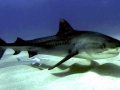 Tiger Shark
