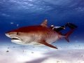 Tiger Shark