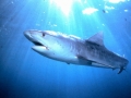 Tiger Shark