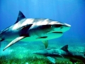 Tiger Shark