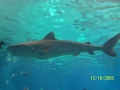 Tiger Shark