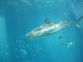 Tiger Shark