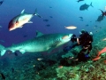 Tiger Shark