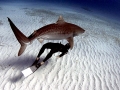 Tiger Shark