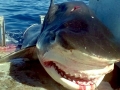 Tiger Shark