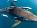Tiger Shark