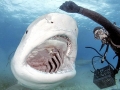 Tiger Shark