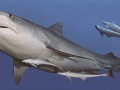 Tiger Shark