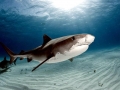 Tiger Shark