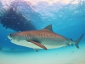 Tiger Shark