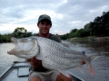Tigerfish