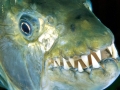 Tigerfish
