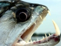 Tigerfish