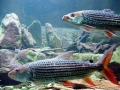 Tigerfish