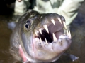 Tigerfish