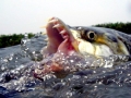 Tigerfish