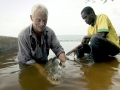 Tigerfish