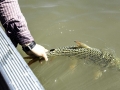 Tigerfish
