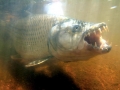 Tigerfish