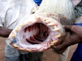 Tigerfish
