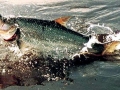 Tigerfish
