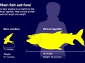 Tigerfish