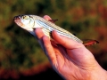 Tigerfish