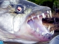 Tigerfish