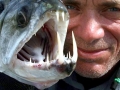 Tigerfish