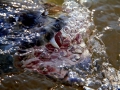 Tigerfish